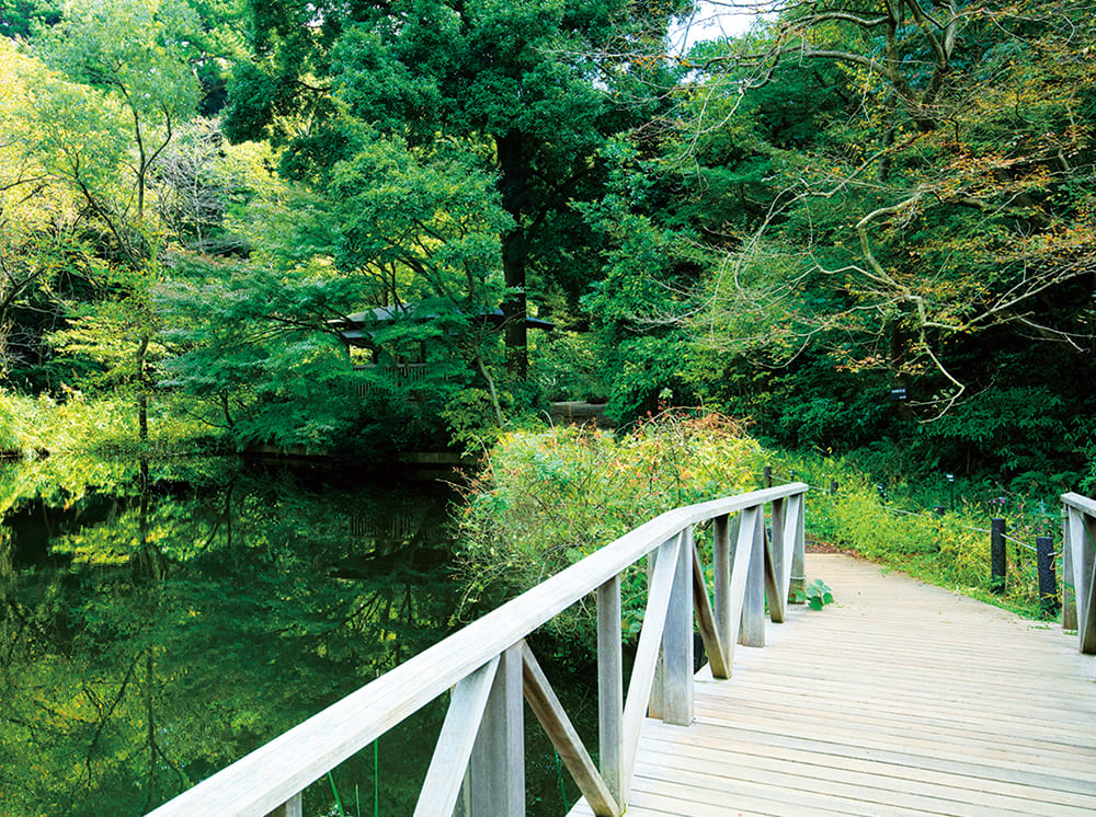 国立自然教育園